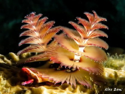 xmas tree worm in the Cousteau Marine Park, Guadeloupe by Alex Zeni 